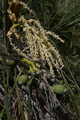 Syagrus