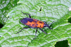 Rhodobaenus quinquepunctatus