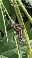 Dynamine postverta mexicana