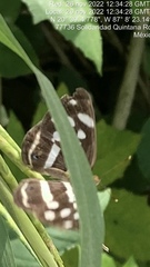 Dynamine postverta mexicana