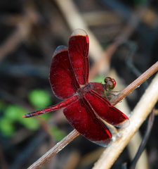 Neurothemis manadensis