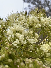 Myrrhidendron