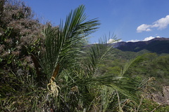 Syagrus