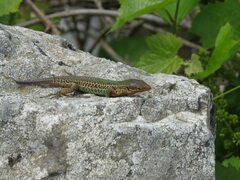 Podarcis melisellensis