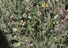 Berlandiera lyrata