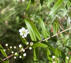 Sannantha pluriflora
