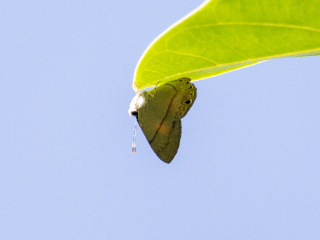 Euselasia cucuta