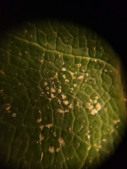 Aulaxina quadrangula