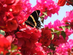 Papilio garamas garamas
