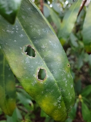 Aulaxina quadrangula