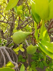 Ficus pumila