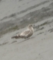 Larus brachyrhynchus