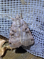 Xestia normanianus