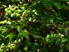 Ficus irisana