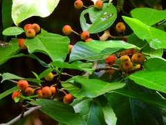 Ficus irisana
