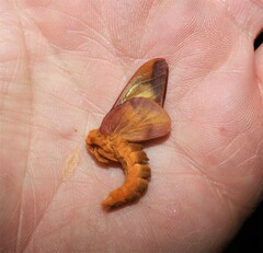 Anisota virginiensis