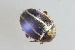 Zygogramma suturalis