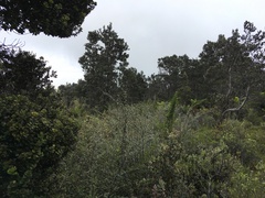 Cotoneaster pannosus