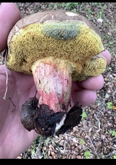 Xerocomellus dryophilus