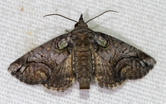 Paectes pygmaea