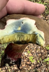 Xerocomellus dryophilus