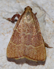 Parachma ochracealis