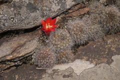 Aylostera fiebrigii