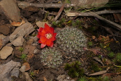 Aylostera fiebrigii