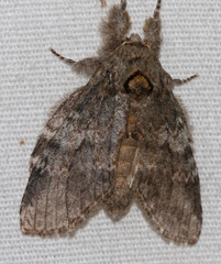 Peridea angulosa