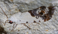 Ponometia phecolisca