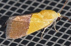 Ponometia semiflava
