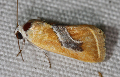 Ponometia venustula