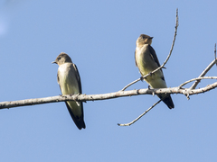 Stelgidopteryx ruficollis