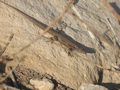 Liolaemus nigroviridis