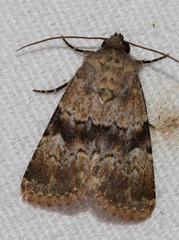 Properigea continens