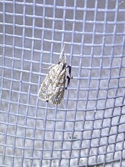 Scoparia basalis