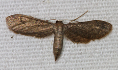 Protoproutia laredoata