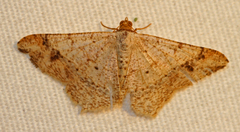 Psamatodes abydata