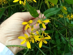 Bidens reptans