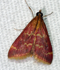 Pyrausta signatalis