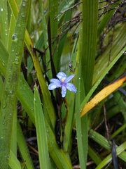 Aristea ecklonii