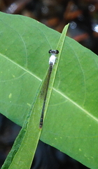 Agriocnemis femina