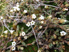 Dracophyllum prostratum