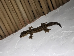 Thecadactylus rapicauda