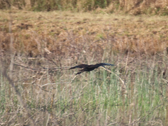 Plegadis chihi