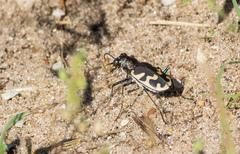Cicindela formosa