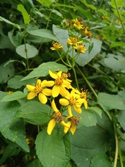 Hymenostephium cordatum