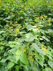 Hymenostephium cordatum