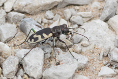 Cicindela formosa