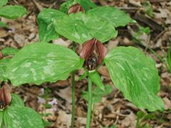 Trillium recurvatum